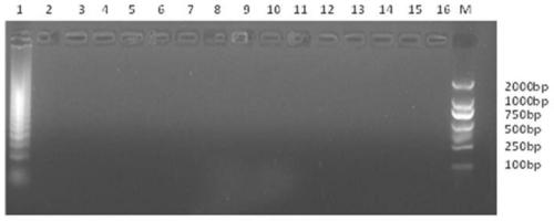 Quick detection method and kit for chicken source component in food