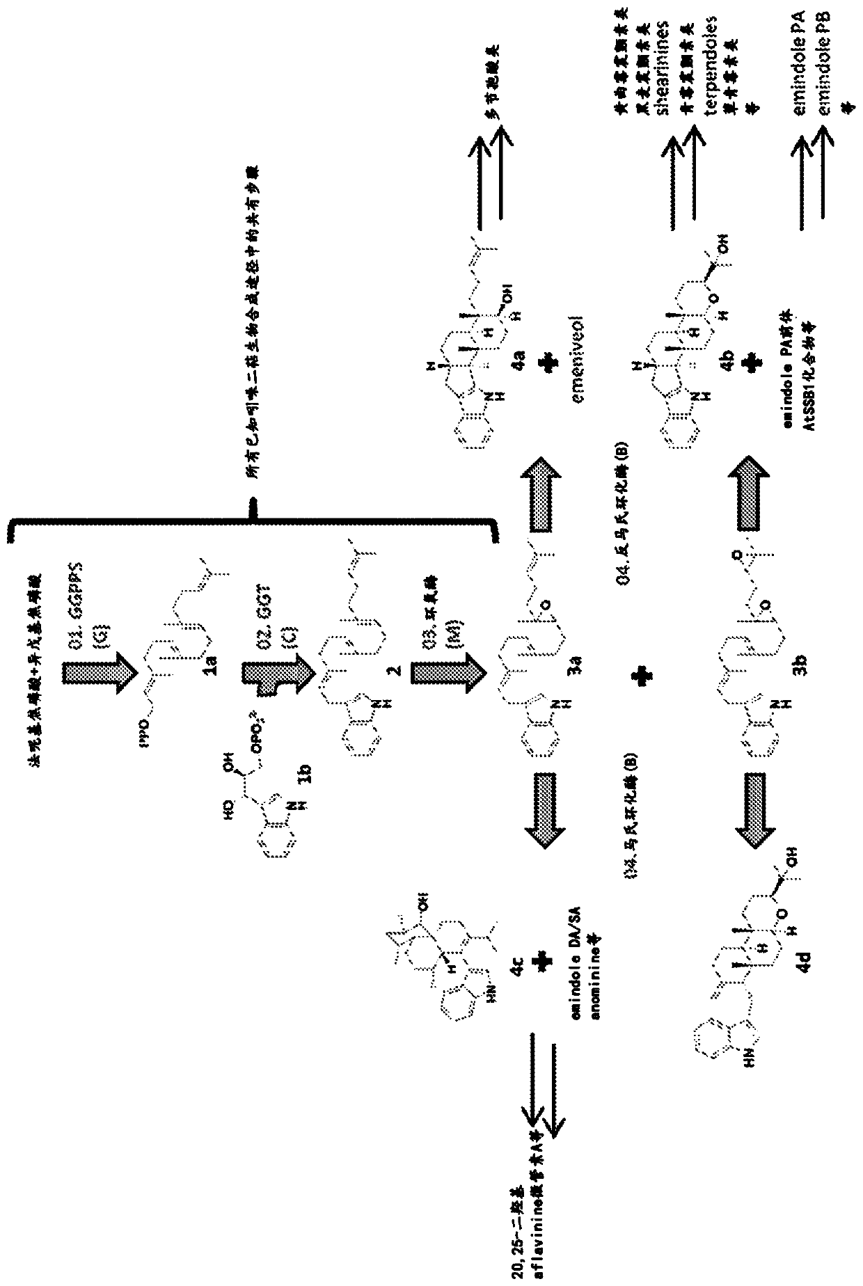 Heterologous biosynthesis of nodulisporic acid