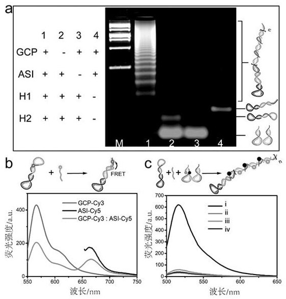 A protein glycosylation detection kit, detection method and application