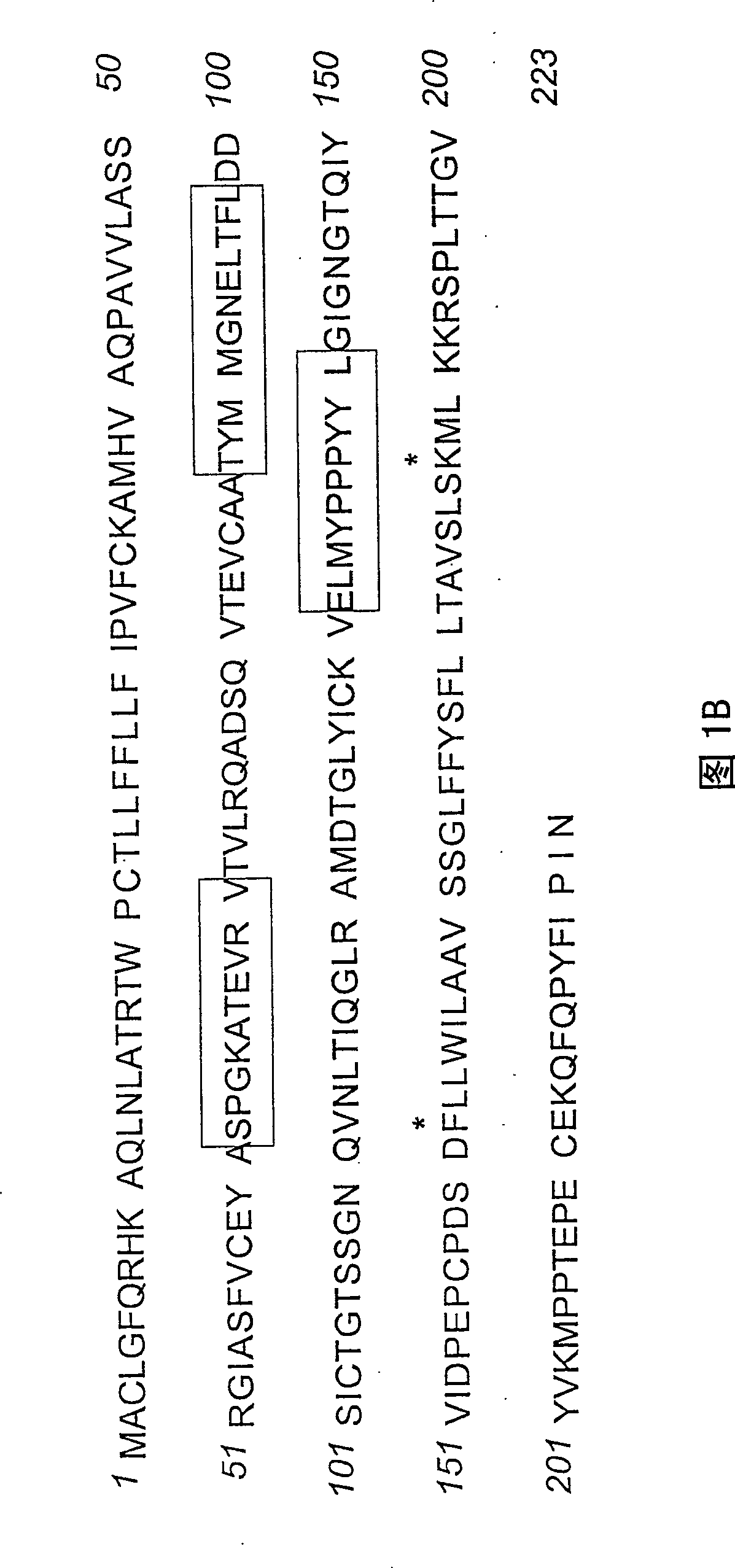 Method of manufacturing human antibody possessing bioreceptor synergist, antagonist and/or inverse synergist