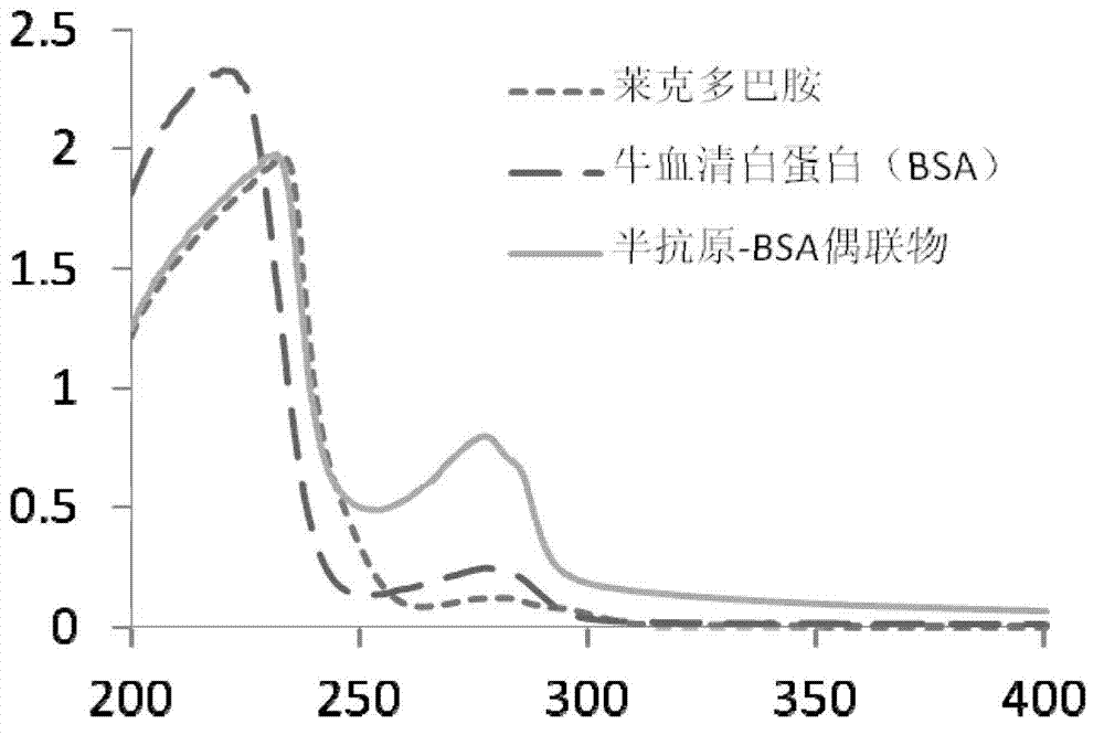 Method for synthesizing artificial antigen of specific ractopamine