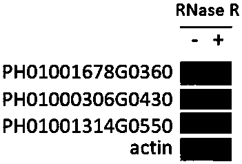 Method for efficiently purifying and identifying cyclic RNA based on second-generation Illumina sequencing platform