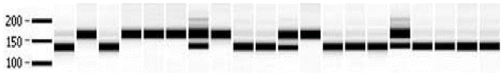 Corynespora cassiicola disease-resistant linkage molecular marker as well as special primer and application thereof