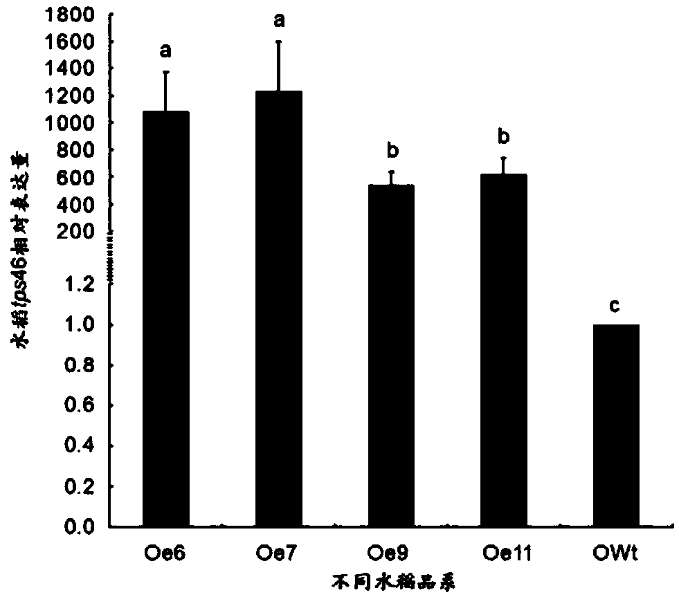 Application of rice terpene synthetase tps46 gene and metabolite thereof in controlling Chilo suppressalis