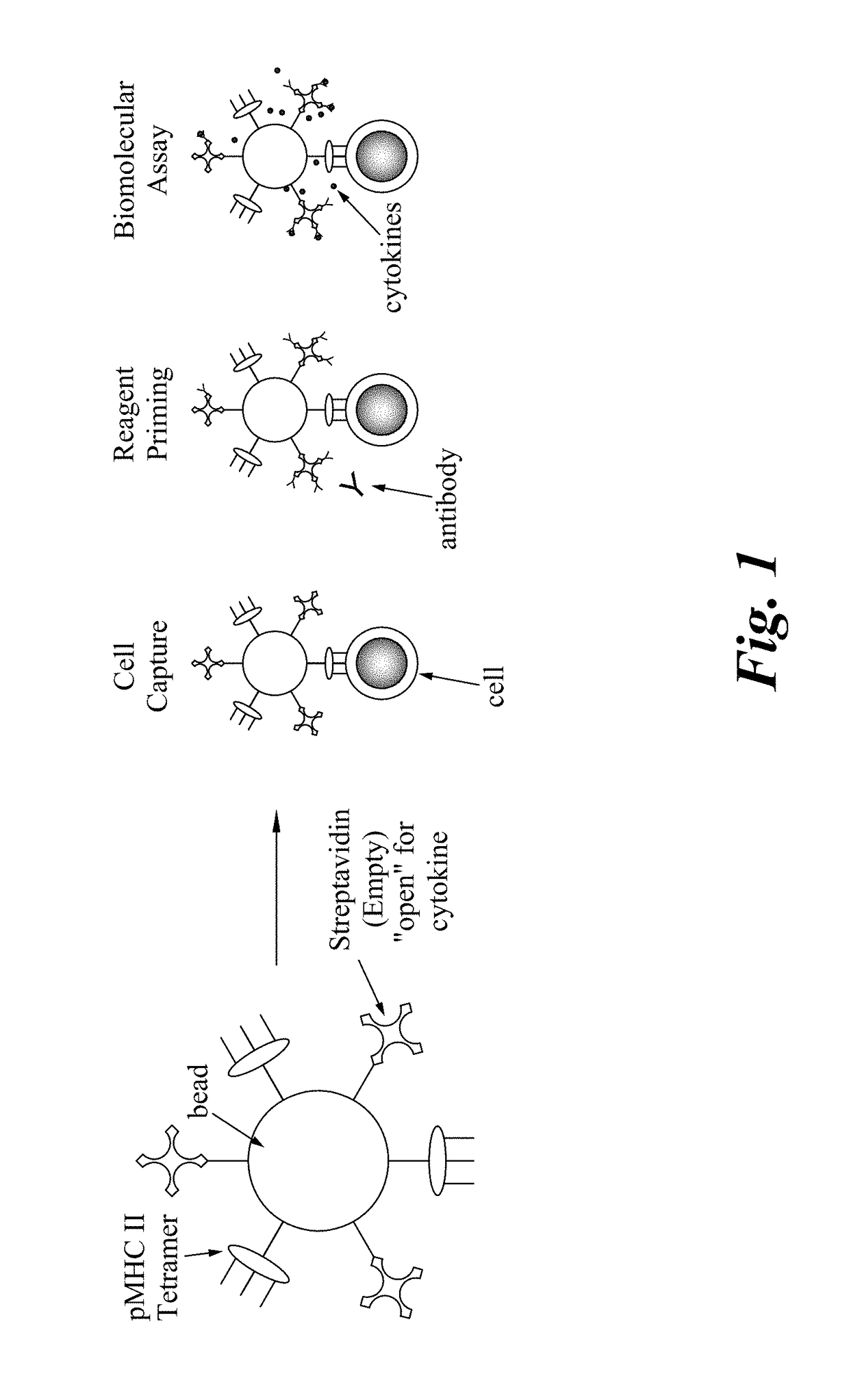 Multifunctional beads and methods of use for capturing rare cells