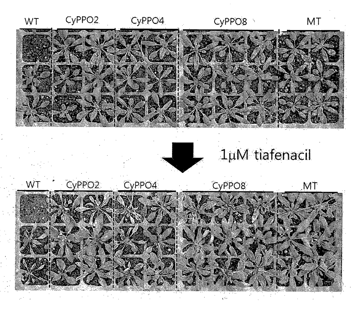 Methods for conferring or enhancing herbicide resistance on plants and/or alga with protoporphyrinogen oxidase variants