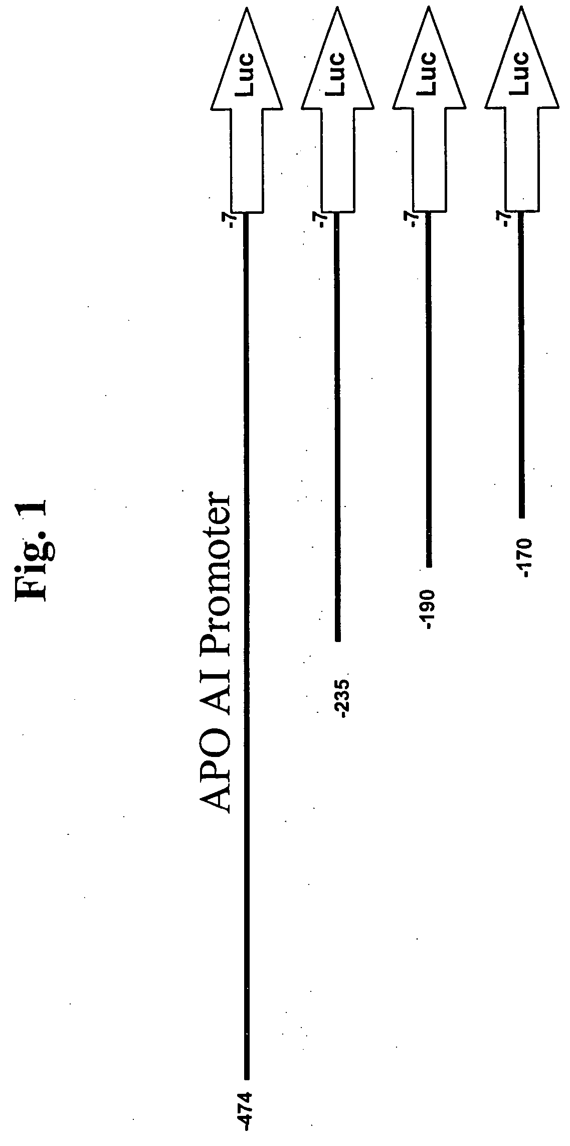 Use of resveratrol to regulate expression of apolipoprotein A1