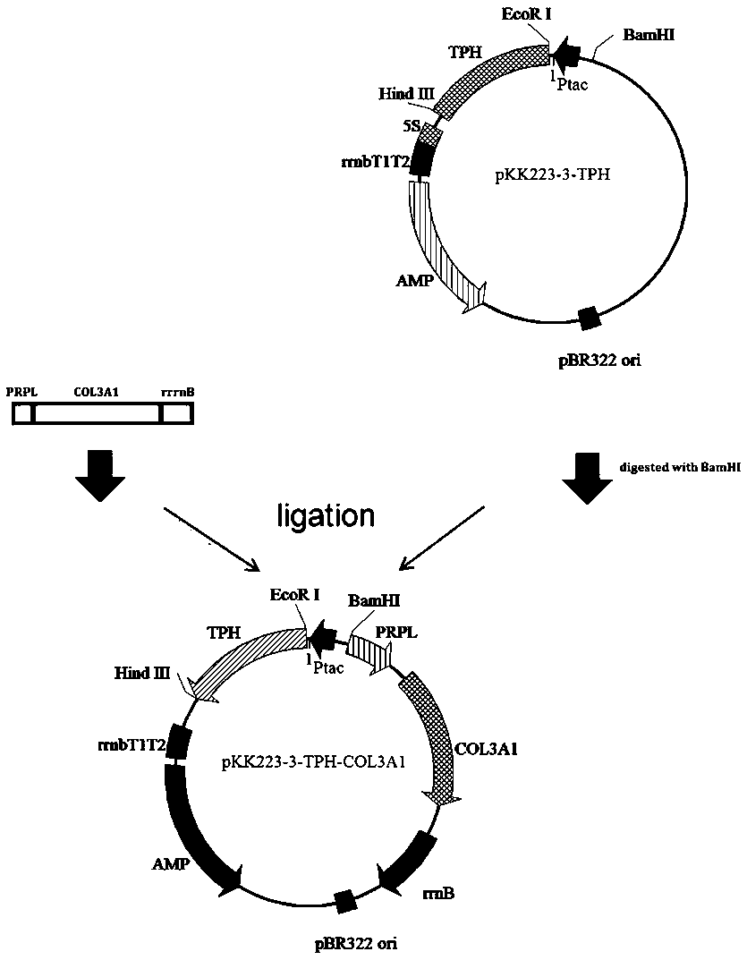 Hydroxylation method of recombinant human-derived collagen