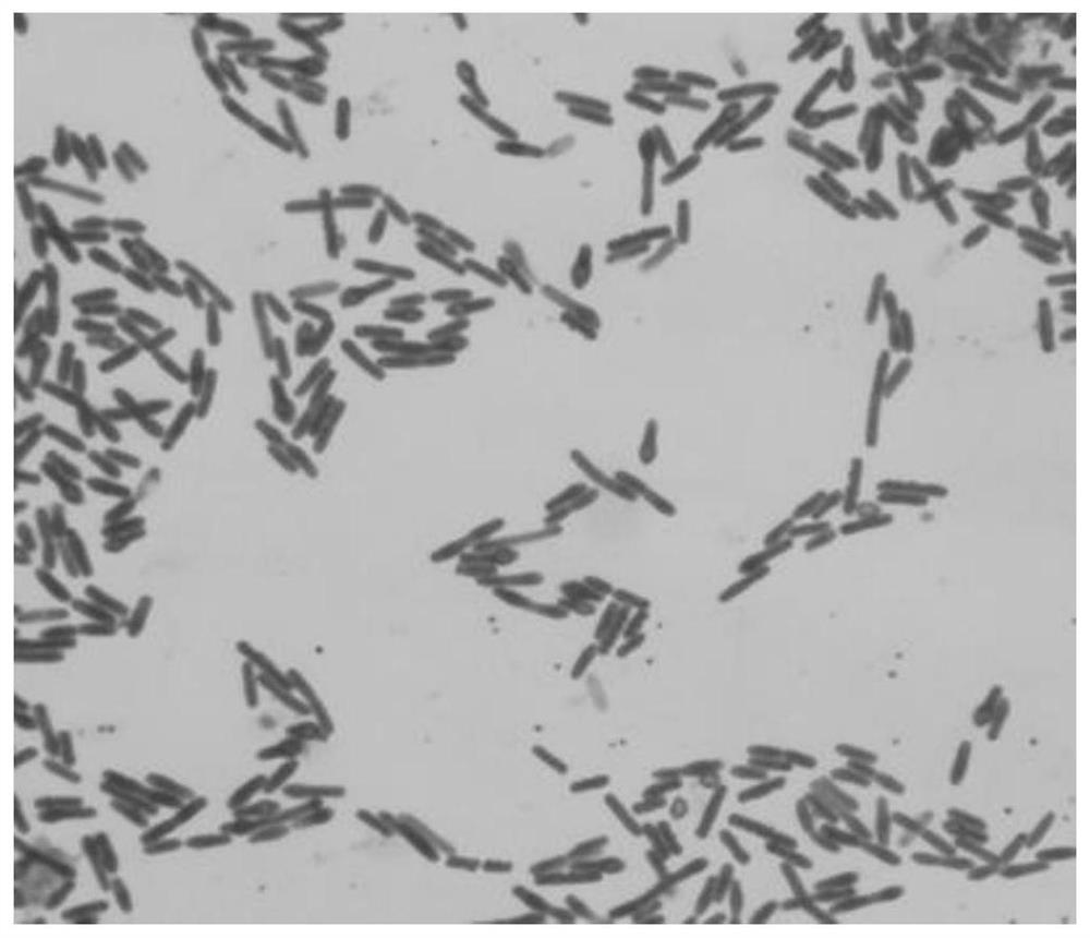 Lysinibacillus fusiformis strain and use thereof