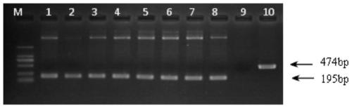 Screening method for markerless deletion mutants of Hfq gene of Citrus canker