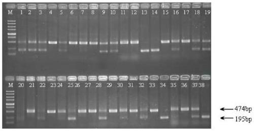 Screening method for markerless deletion mutants of Hfq gene of Citrus canker
