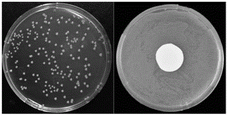 Preparation method of nano silver/poly dopamine composite membrane