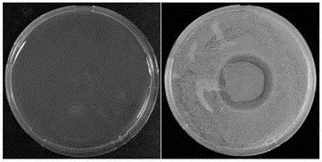 Preparation method of nano silver/poly dopamine composite membrane