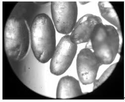 A kind of preparation method of 5-fluorouracil spherical crystal