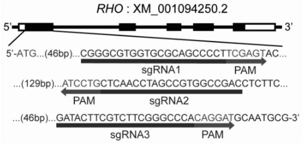 Retinochrome degeneration macaque model construction method based on in-vivo gene knockout