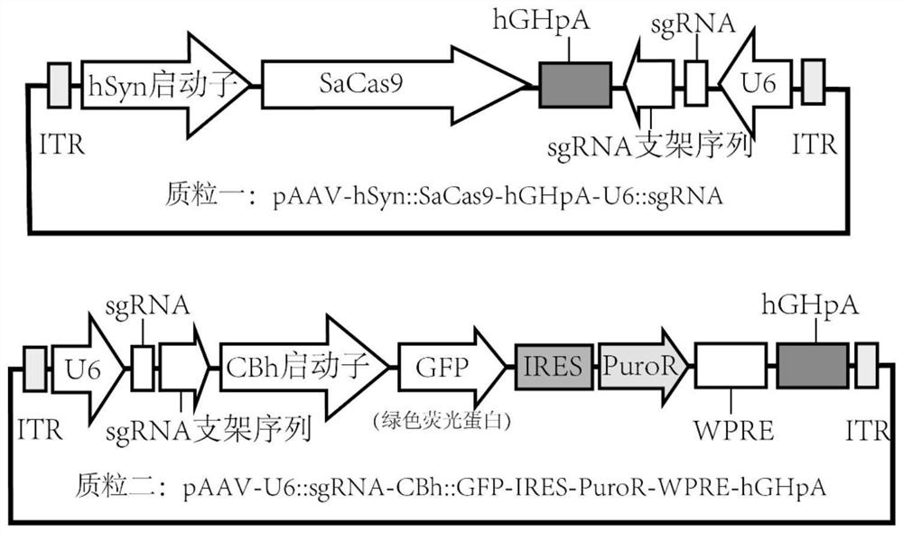 Retinochrome degeneration macaque model construction method based on in-vivo gene knockout