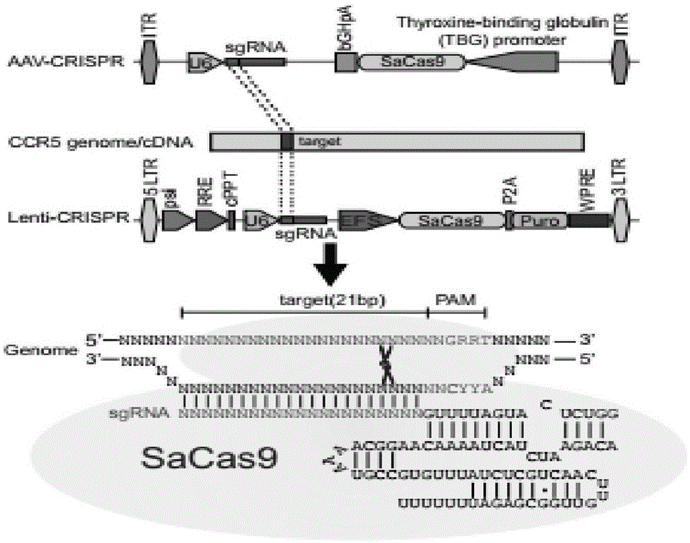 CRISPR/SaCas9 system for gene therapy of AIDS