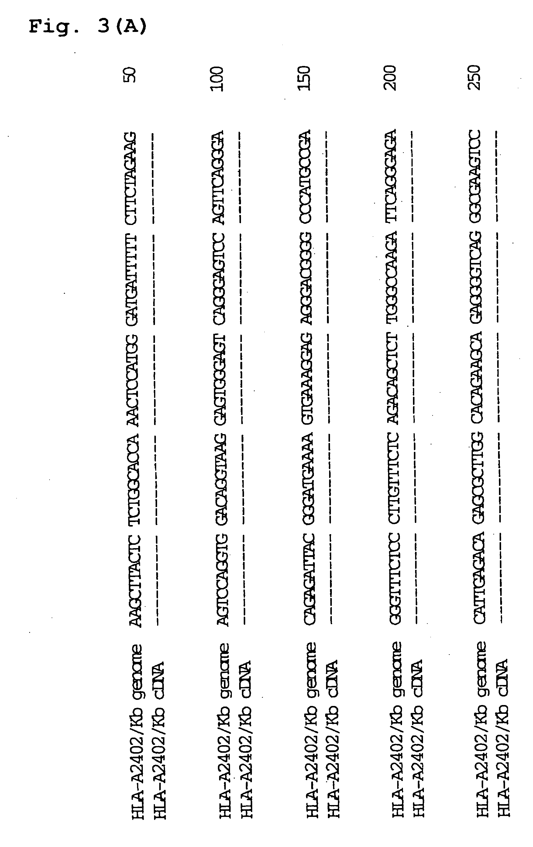 Transgenic animal expressing HLA-A24 and utilization thereof