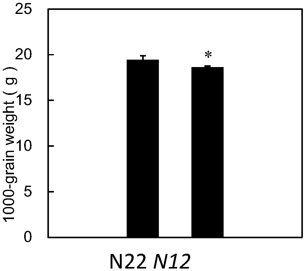 Gene OsHsp70cp-2 related with rice endosperm flour as well as encoding protein and application thereof