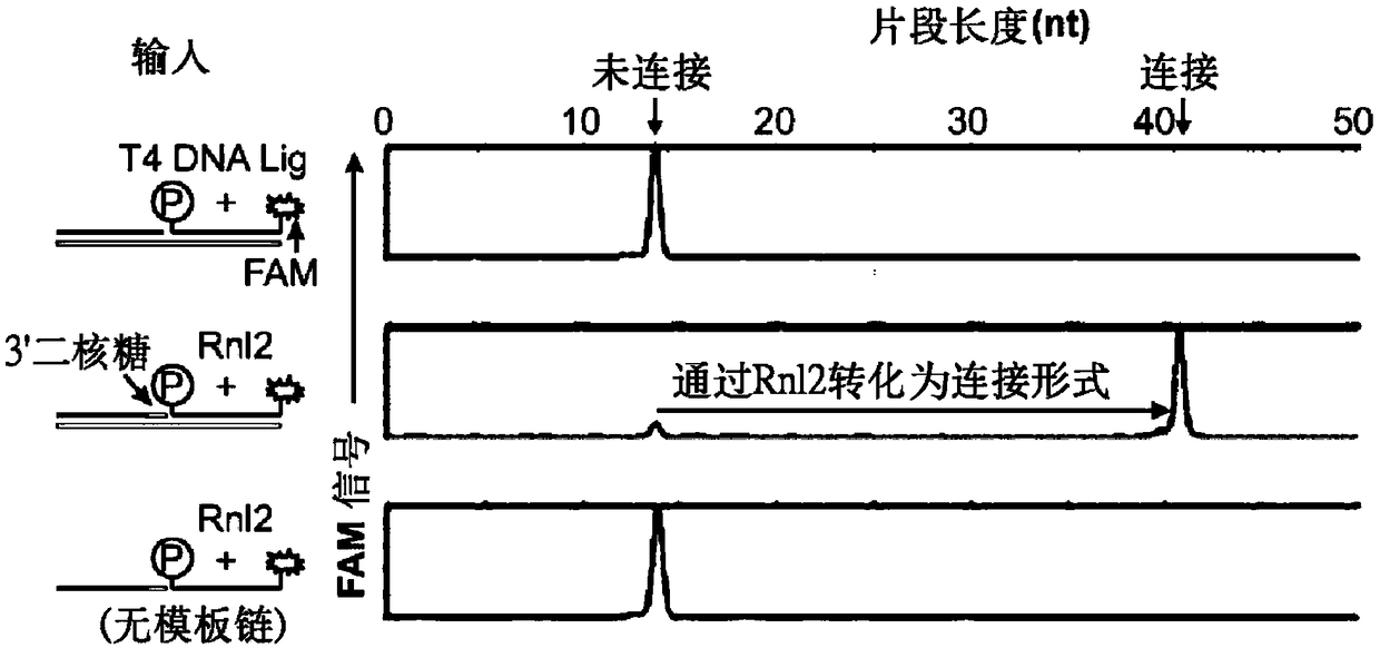 Compositions and methods of RNA analysis