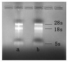 Fluorescent quantitative PCR method for detecting potato leaf roll virus