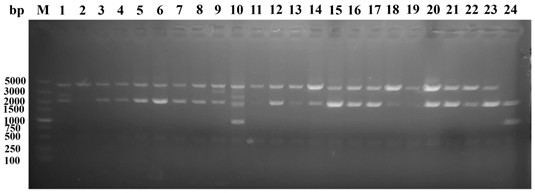 Recombinant engineering bacterium for producing 2 '-fucosyllactose as well as construction method and application of recombinant engineering bacterium