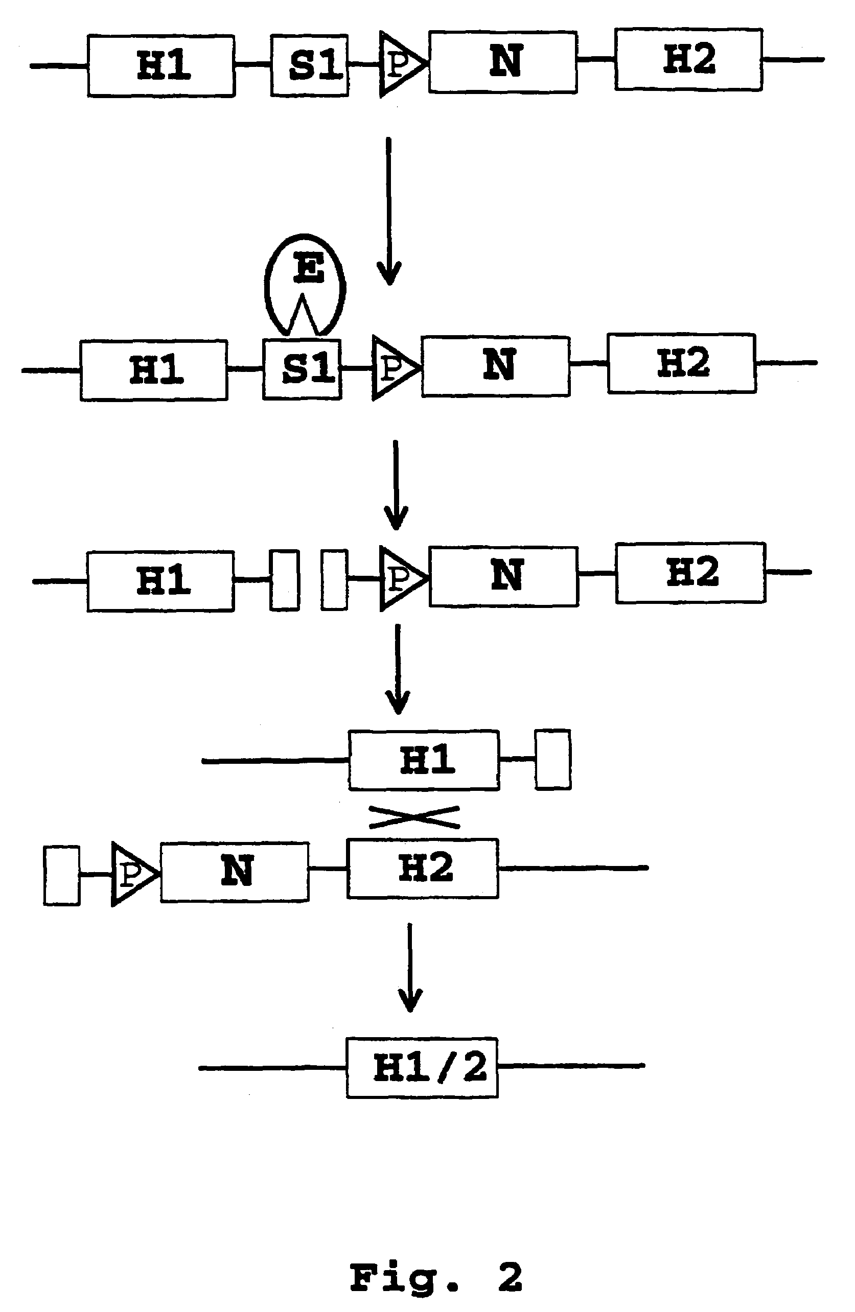 Recombination systems and methods for eliminating nucleic acid sequences from the genome of eukaryotic organisms