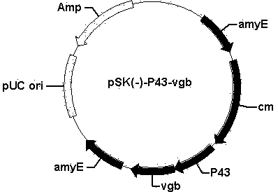 Gamma-polyglutamic acid production gene engineering bacterial and method for producing high-yield gamma-polyglutamic acid through gamma-polyglutamic acid production gene engineering bacterial