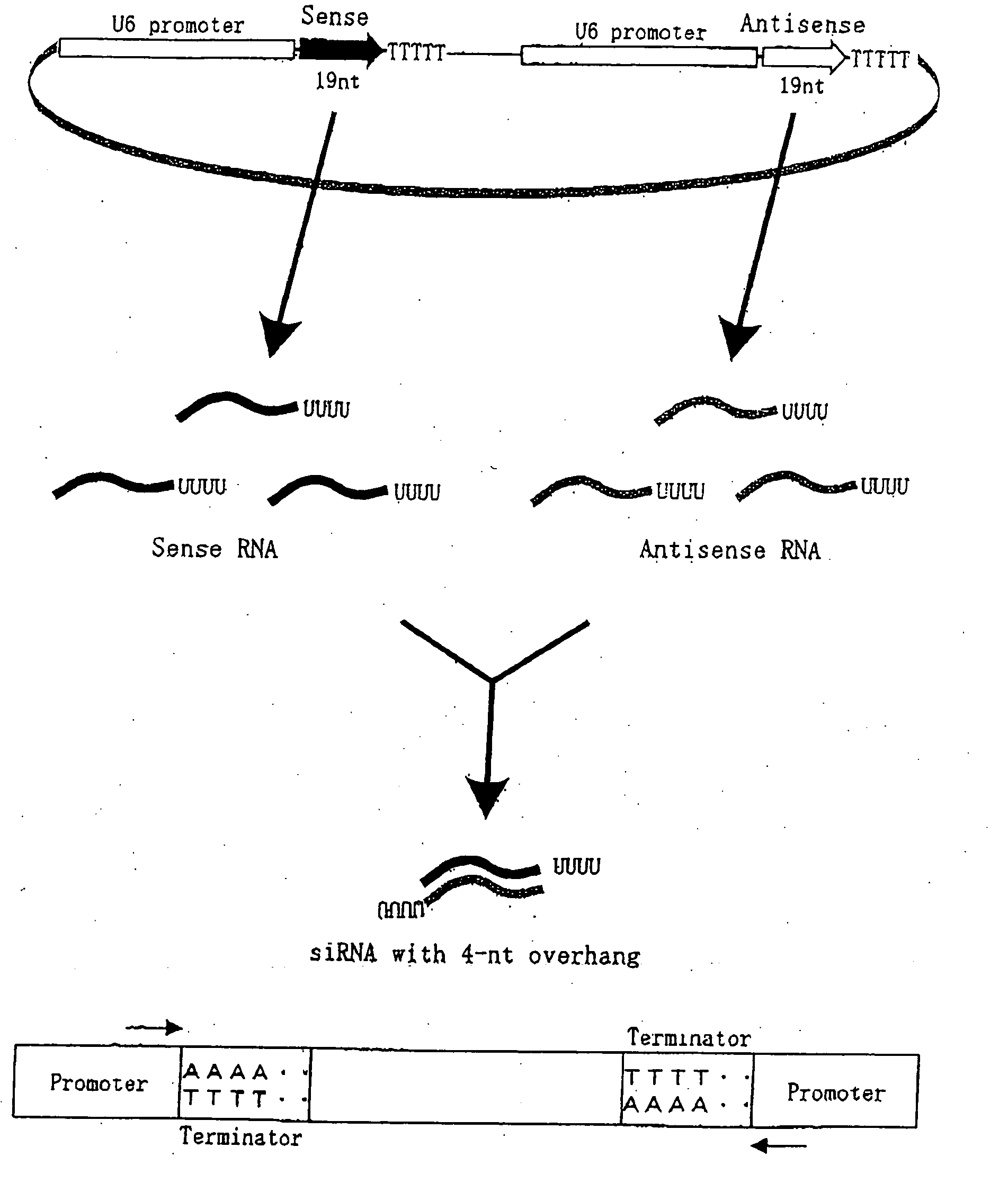 siRNA expression system and method for producing functional gene knock-down cell using the system