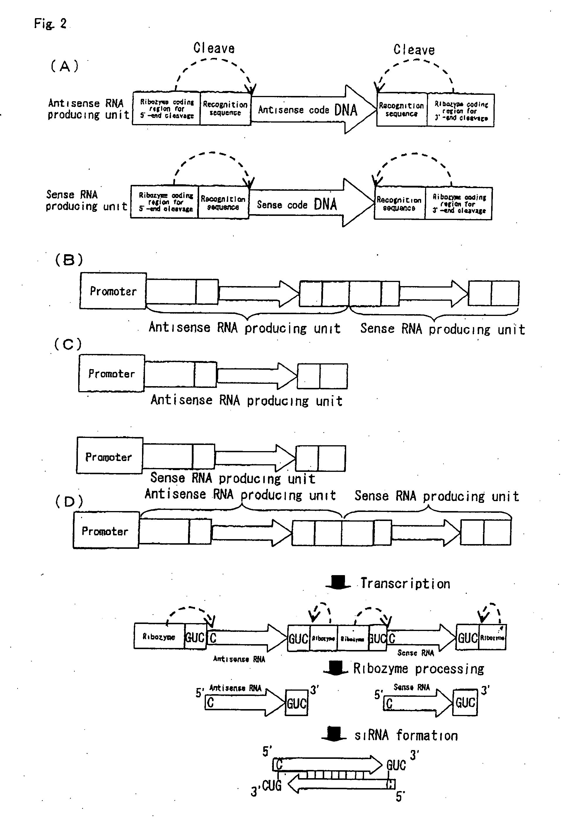 siRNA expression system and method for producing functional gene knock-down cell using the system