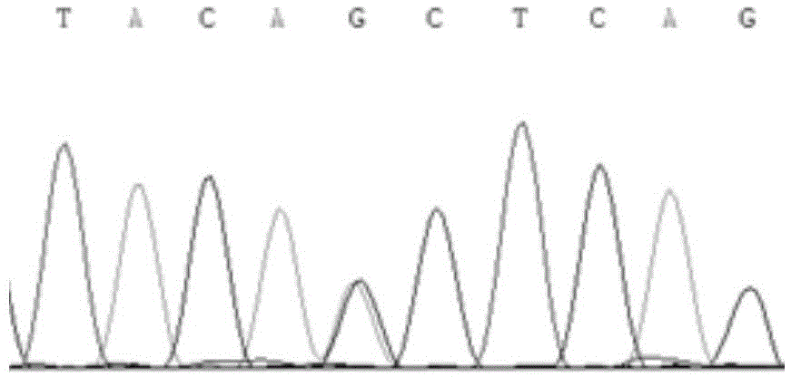 Detection method and detection kit for goat LMCD1 gene mononucleotide polymorphism sites