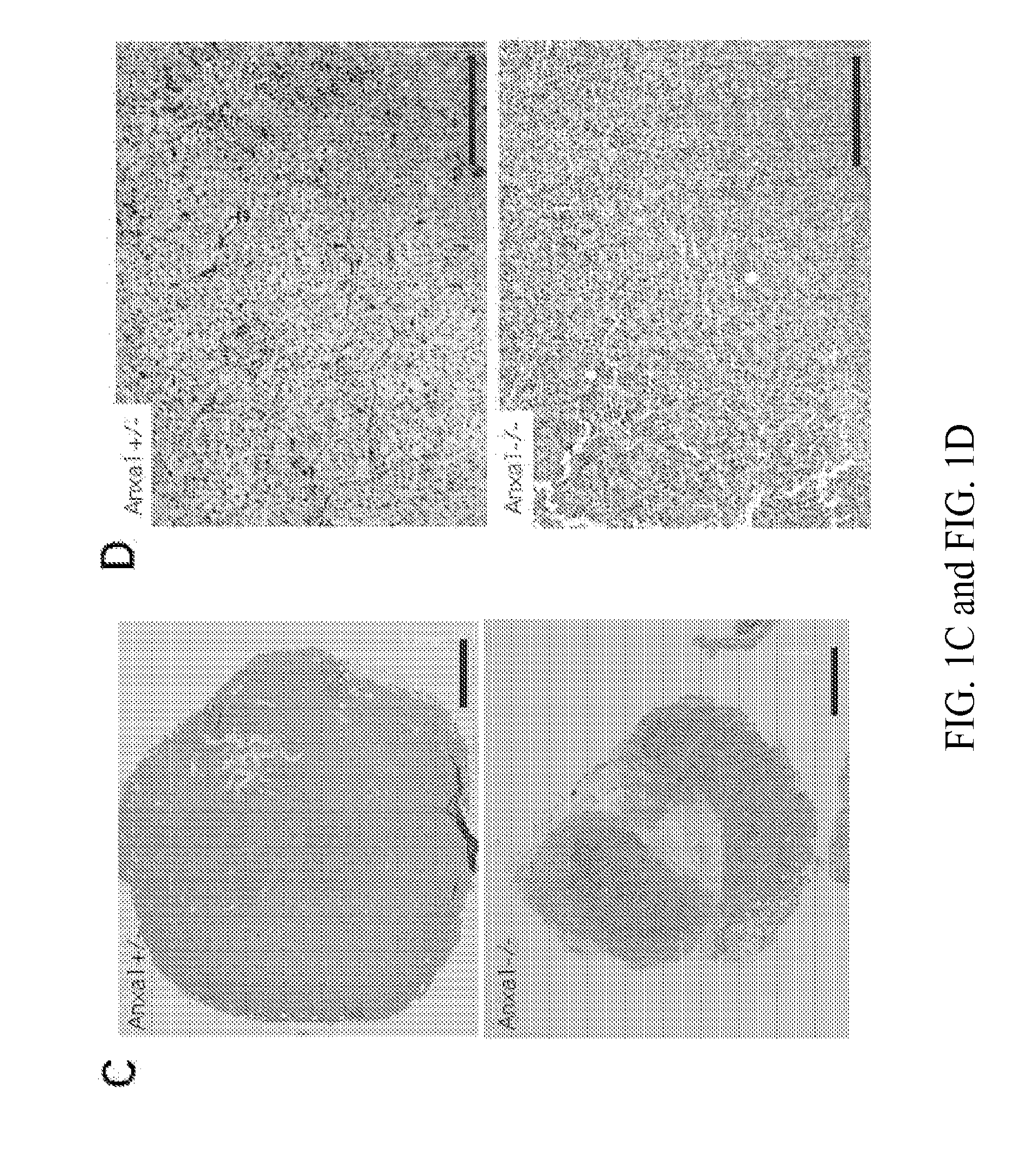 Methods and Compositions Related to Annexin 1-Binding Compounds
