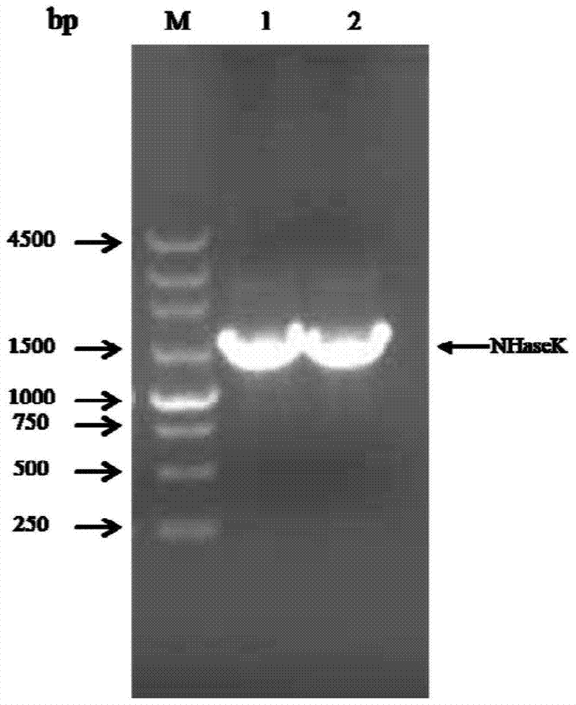 Nitrile hydratase and its coding gene and application