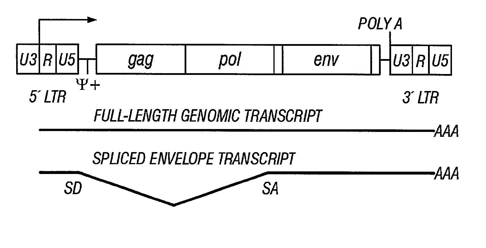 Gene delivery system and methods of use