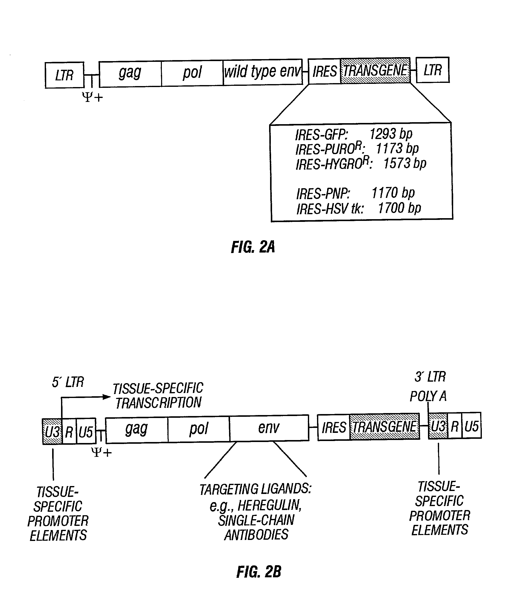 Gene delivery system and methods of use