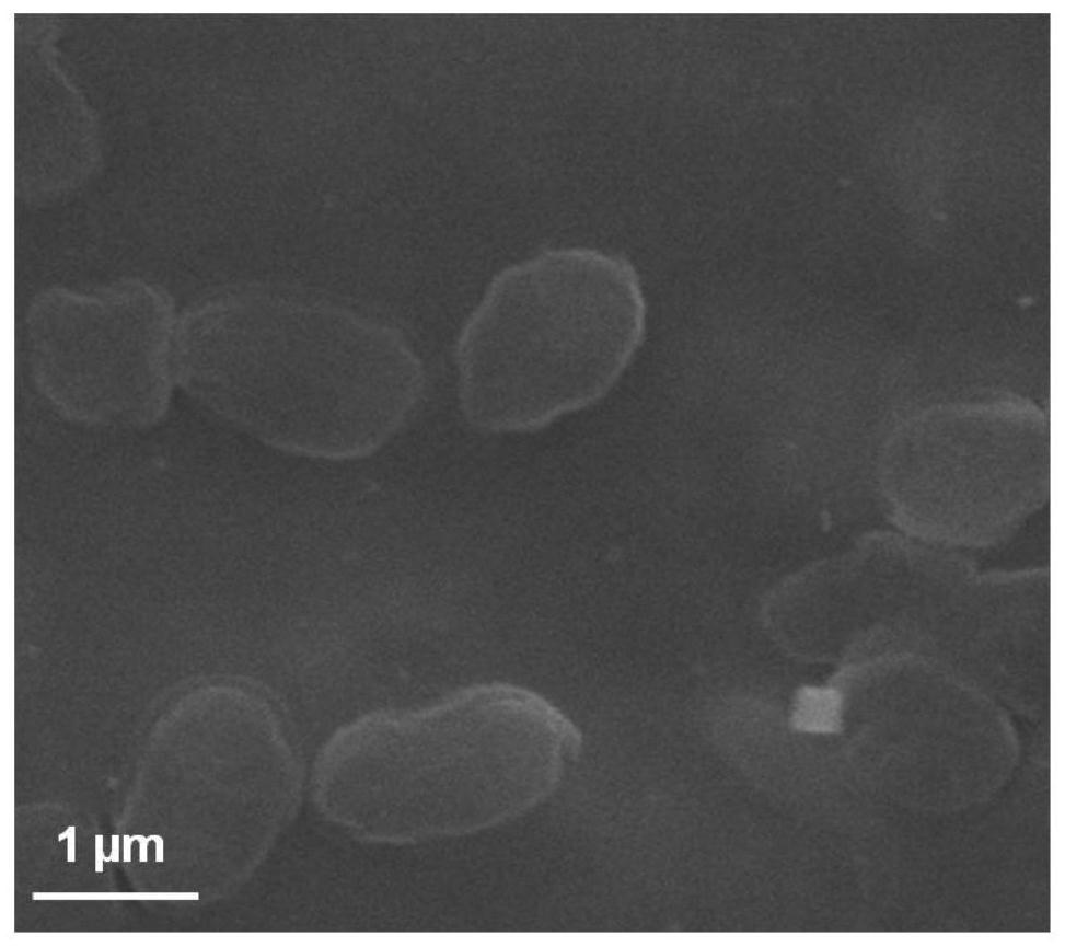 A kind of polypeptide-based polyester ammonia nanoparticles and its preparation and application