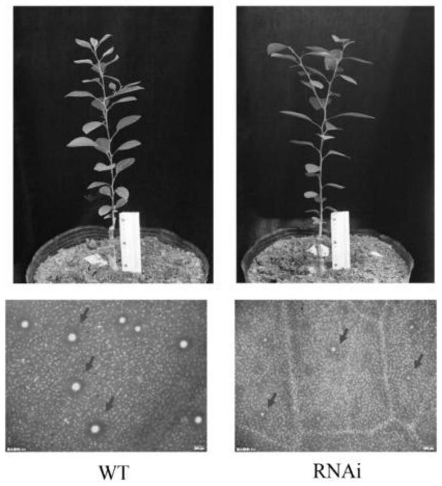 Application of citrus fcmyc2 gene and its encoded protein in regulation of citrus essential oil synthesis