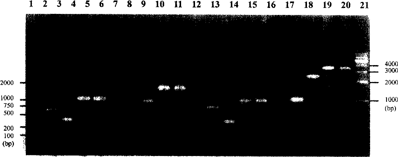 Fusion gene of Japan schistosome antigen gene and constituted DNA vaccin and preparing process