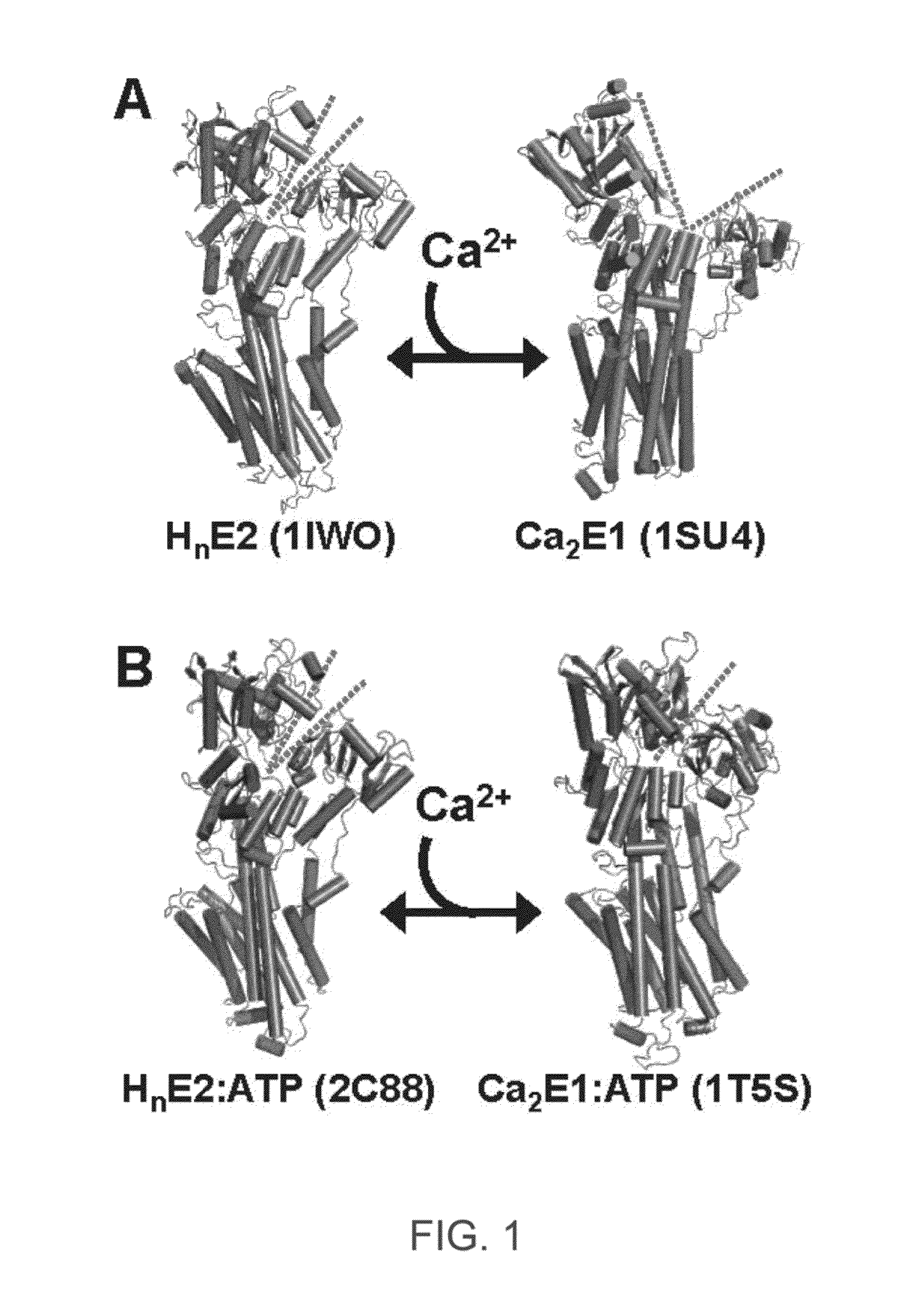 ENGINEERED PROTEIN: "2-COLOR SERCA", AN ION-MOTIVE ATPase FUSED TO CERULEAN AND YELLOW FLUORESCENT PROTEIN