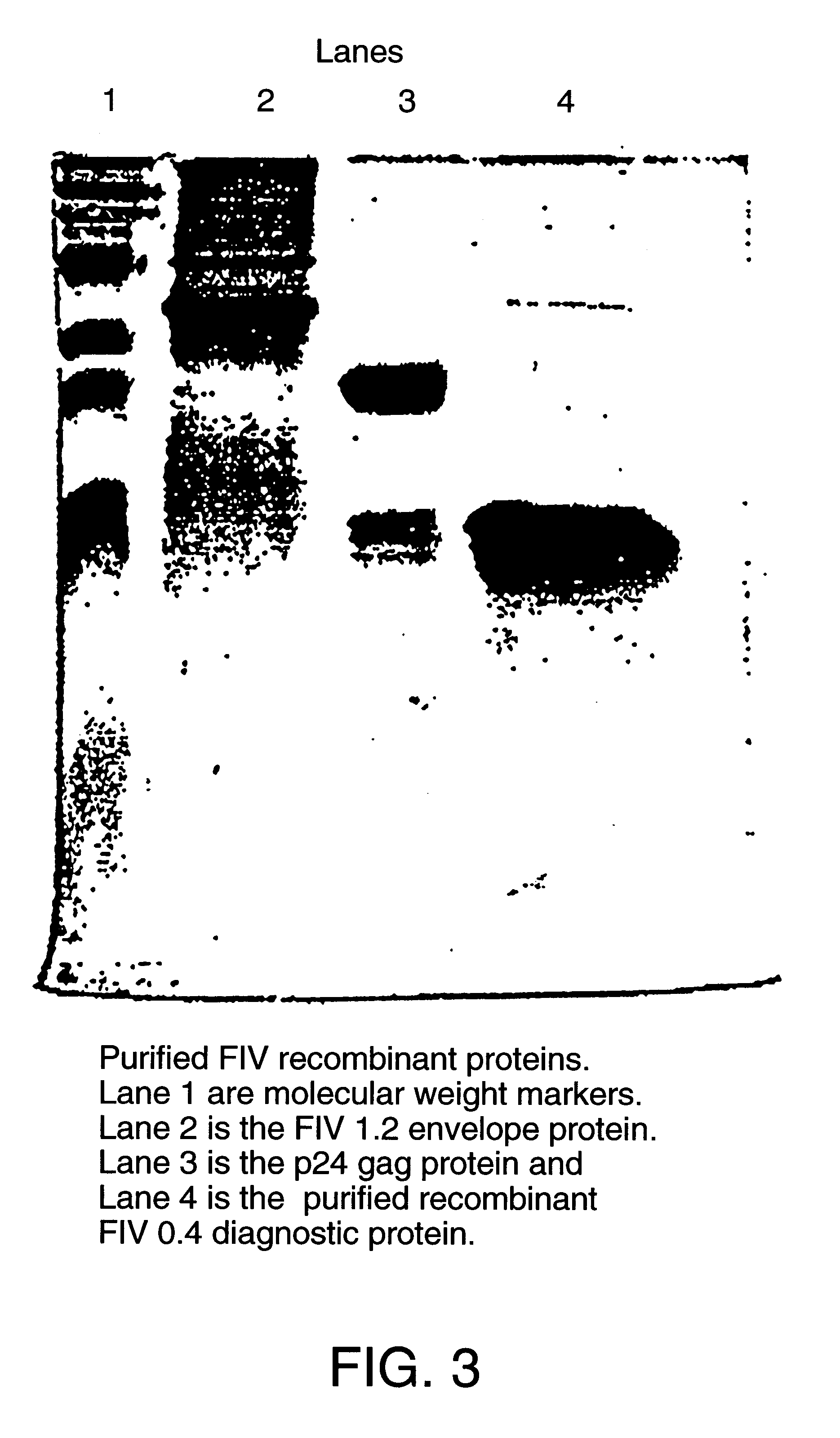 Recombinant FIV glycoprotein 160 and P24 gag protein