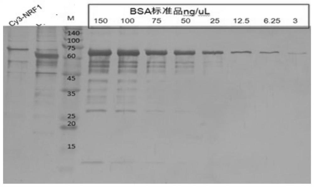 Tuberculosis protein interacting with human protein nrf1 and its application