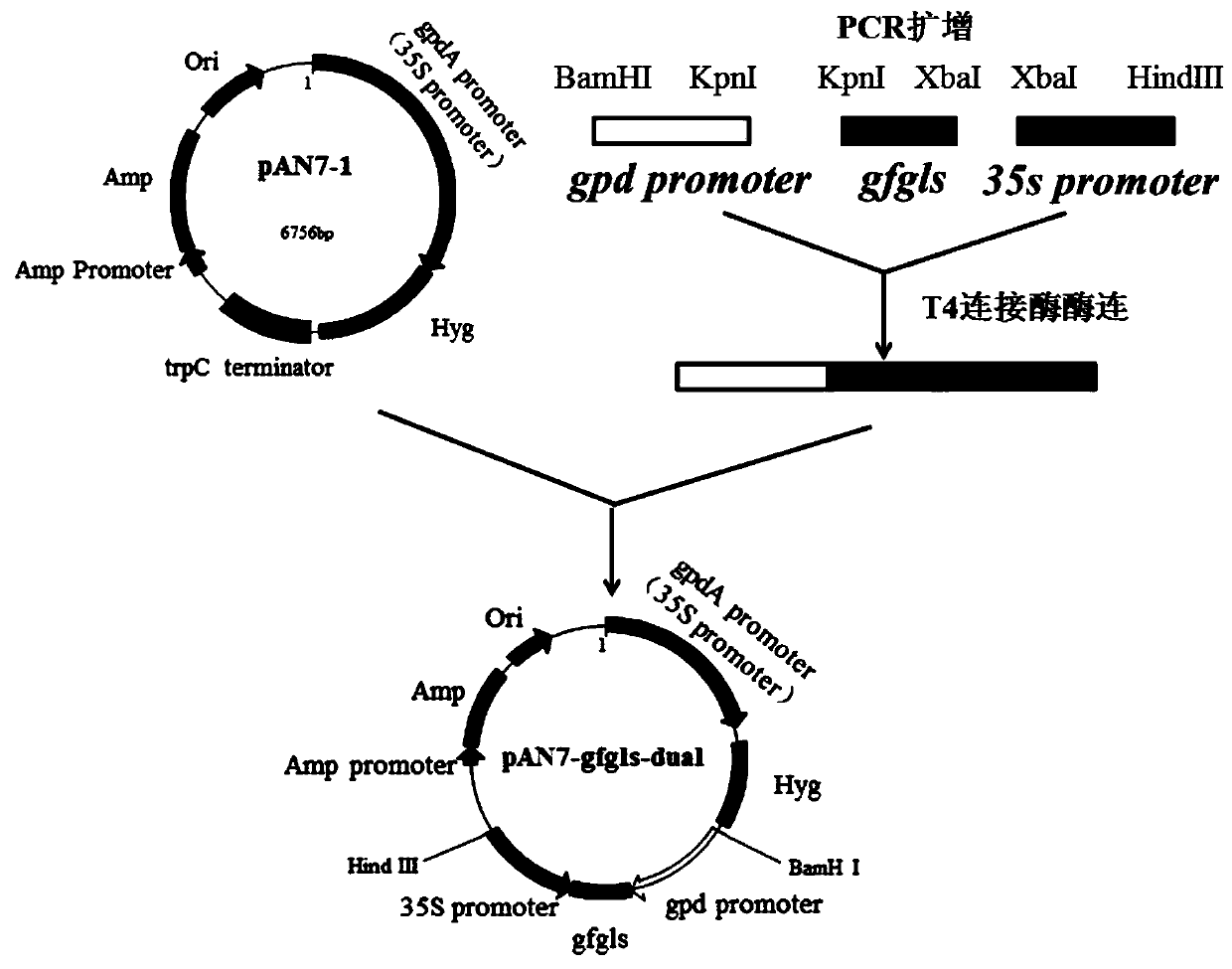 Grifola frondosa glucan synthase and encoding gene and application thereof