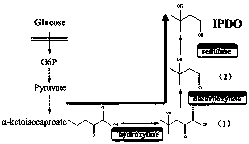 Strain and method for biosynthesis of isopentyldiol