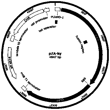 Strain and method for biosynthesis of isopentyldiol