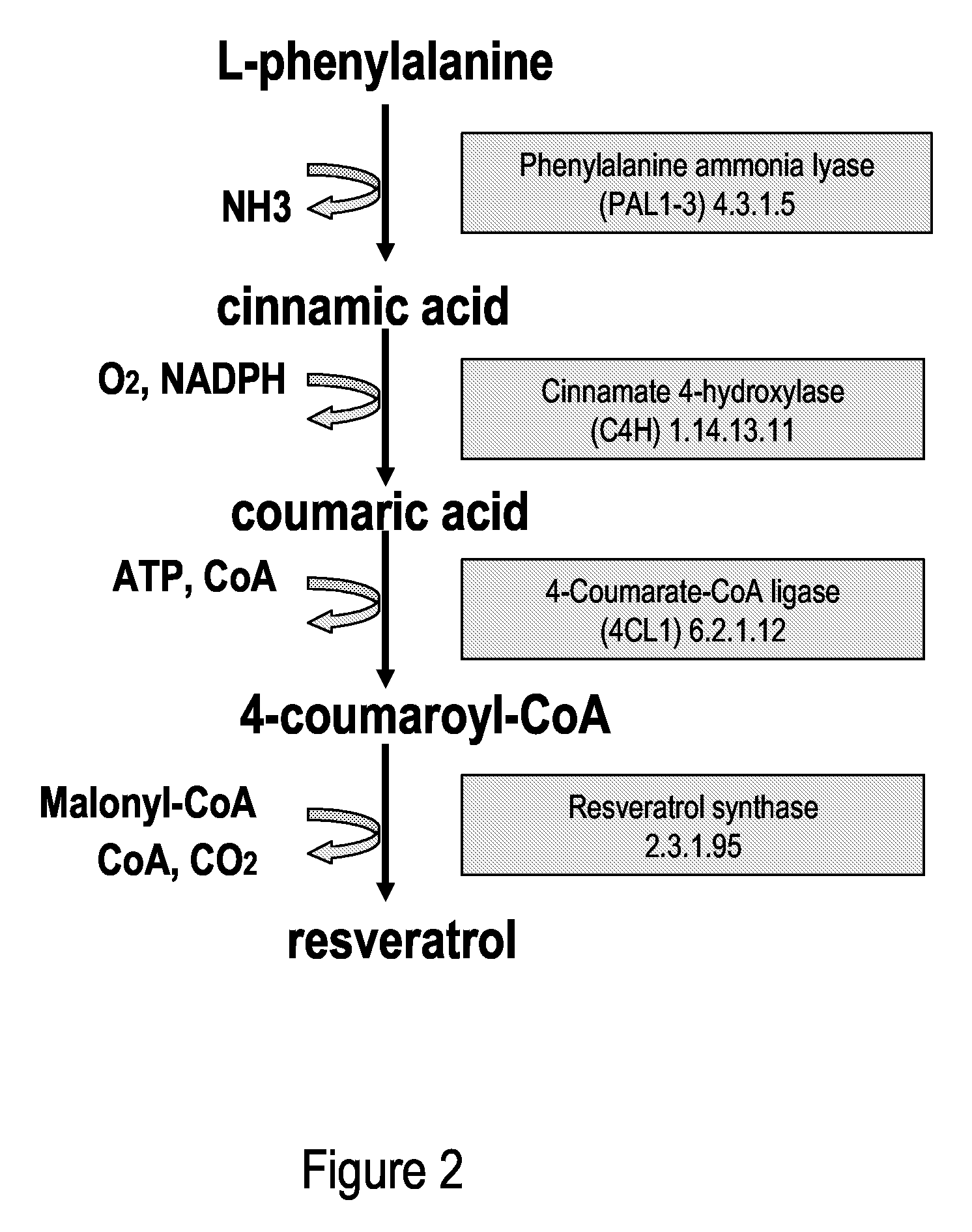 Metabolically engineered cells for the production of resveratrol or an oligomeric or glycosidically-bound derivative thereof