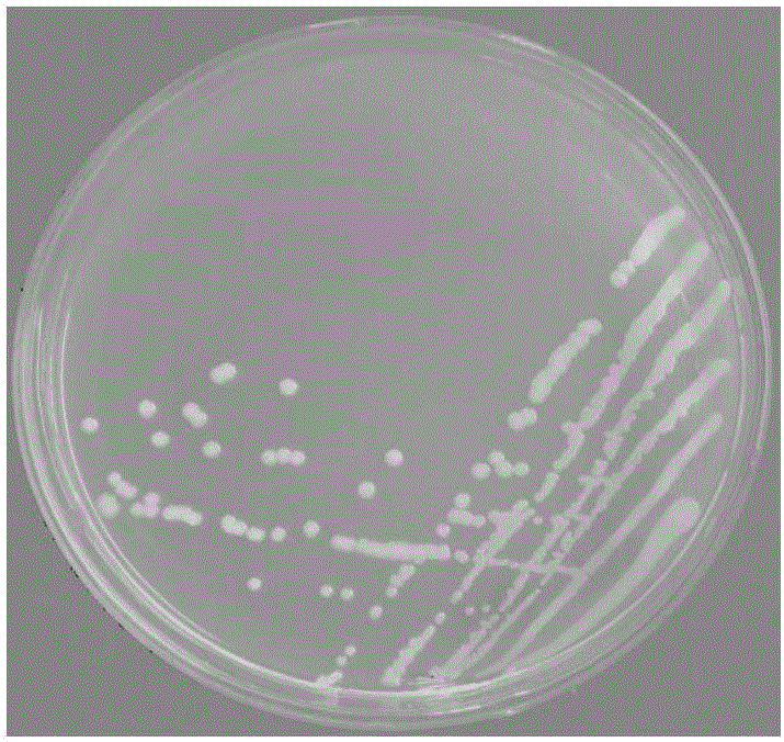 Chitosanase-producing and fungus-restraining Burkholderia sp. and application thereof