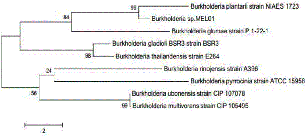 Chitosanase-producing and fungus-restraining Burkholderia sp. and application thereof