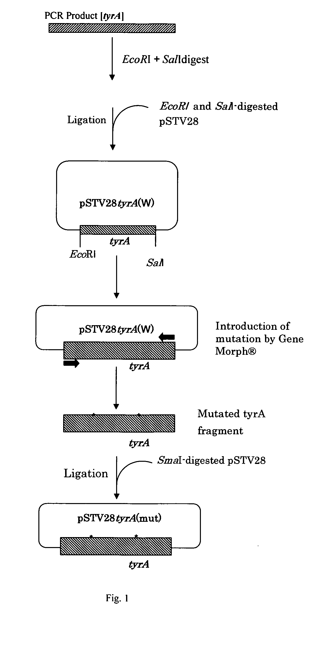 L-tyrosine-producing bacterium and a method for producing L-tyrosine