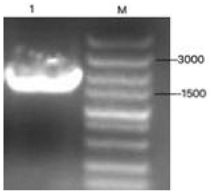 Prokaryotic expression method and application of EqHV NS3 protein