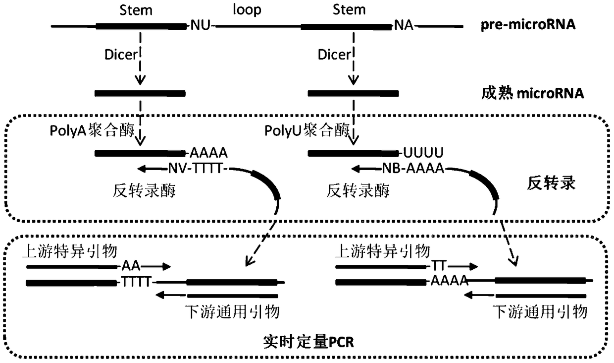 A quantitative detection method and kit for specifically detecting the expression level of mature microRNAs for the purpose of non-disease diagnosis